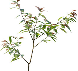 Plants, Transparent, PNG, Grass, garden plants