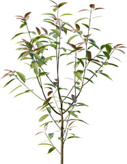 Plants, Transparent, PNG, Grass, garden plants