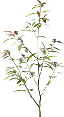 Plants, Transparent, PNG, Grass, garden plants