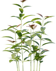 Plants, Transparent, PNG, Grass, garden plants