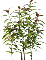 Plants, Transparent, PNG, Grass, garden plants