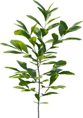 Plants, Transparent, PNG, Grass, garden plants