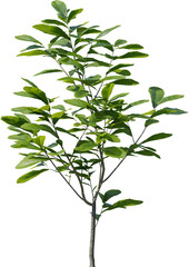 Plants, Transparent, PNG, Grass, garden plants