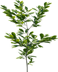 Plants, Transparent, PNG, Grass, garden plants