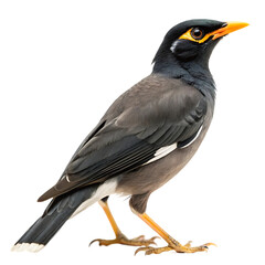 Myna Bird Isolated On White Png

