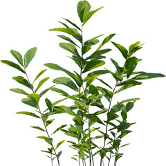 Plants, Transparent, PNG, Grass, garden plants