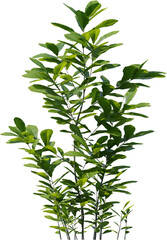 Plants, Transparent, PNG, Grass, garden plants