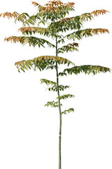 Plants, Transparent, PNG, Grass, garden plants