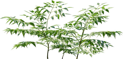 Plants, Transparent, PNG, Grass, garden plants