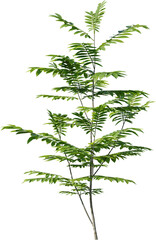 Plants, Transparent, PNG, Grass, garden plants