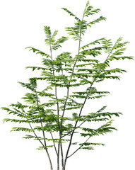 Plants, Transparent, PNG, Grass, garden plants