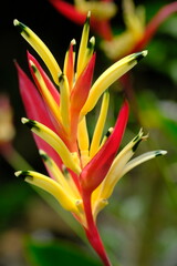 

Heliconia psittacorum is a species of flowering houseplant native to the Caribbean and South America.