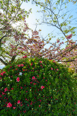 Fototapeta premium 250411松山城