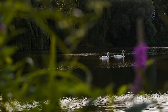 swan swimming at a distance in a calm and serene lake