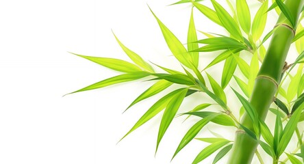 Green Bamboo Leaves and Stalks on White Background