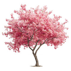 Obraz premium Pink cherry tree blossom on white background