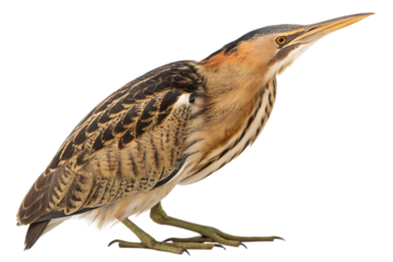 least bittern isolated on white
