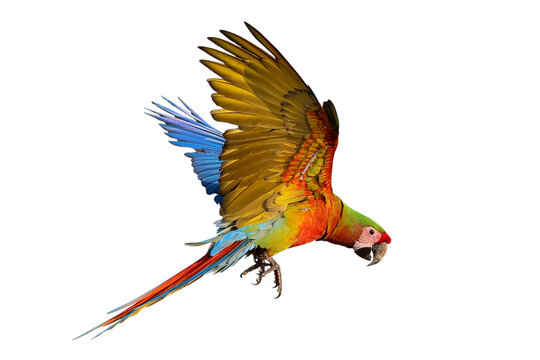 Colorful flying Shamrock Macaw parrot isolated on transparent background png file