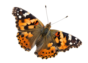 Painted Lady Butterfly