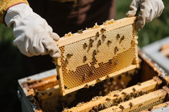 Macro Shot of Hands Harvesting Honeycomb Frame