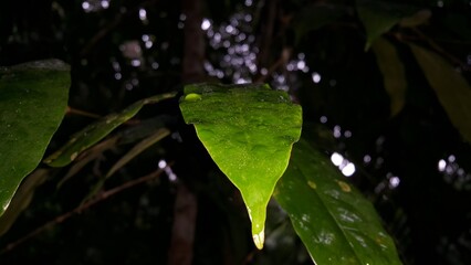 Nature wallpaper. Light green leaves background. Shot in jungle. Perfect for documentaries about tropical rainforests and World Nature Conservation Day on July 28th.