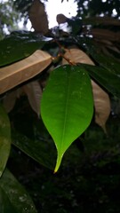 Nature wallpaper. Light green leaves background. Shot in jungle. Perfect for documentaries about tropical rainforests and World Wildlife Conservation Day on December 4th.
