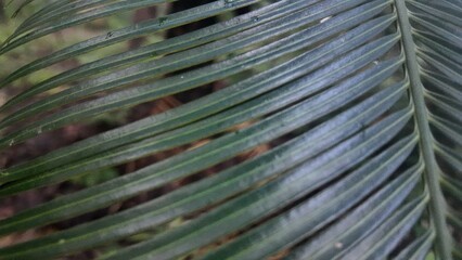 A cycad plant growing naturally in a tropical forest on a hillside, surrounded by tall trees and ground vegetation. The scene illustrates the rich biodiversity and ecology of native forest flora.