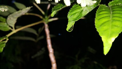 Obraz premium water drops on a leaf. water drops on a branch of tree. Water drops on plants. Shot in the forest. rain drops on a leaf