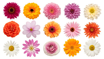 A colorful assortment of flowers isolated on a transparent background
