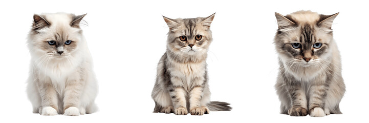 Set For sad cats sitting isolated on transparent background