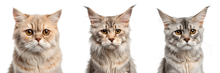 Fototapeta premium Set For cats of different breeds isolated on transparent background are staring at the camera