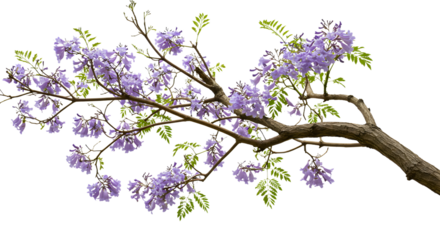 Delicate jacaranda blooms adorn a tree branch in springtime beauty