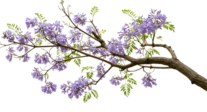 Delicate jacaranda blooms adorn a tree branch in springtime beauty