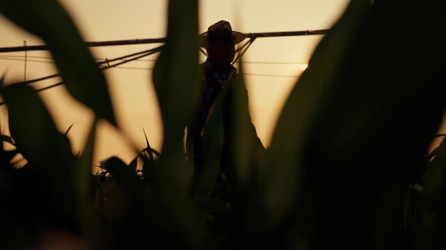 Bright sun above agricultural field, elderly farmer walking alone, silhouette. Cinematic slow motion shot in farmland, unity of person and nature, agribusiness and farming in ecological region