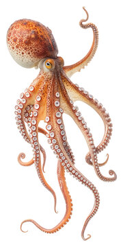 Giant Pacific Octopus Isolated