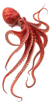 Giant Pacific Octopus Isolated