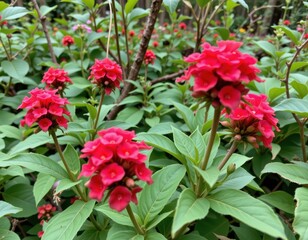 a cluster of wild flowering plants in the lower forest canopy bright red blooms standing out in a sea of green no punctuation marks or strange symbols in this image prompt