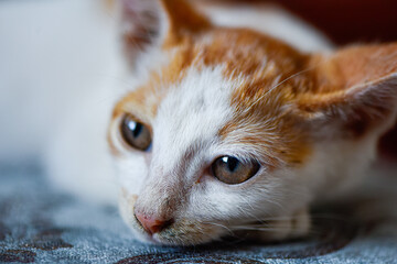 orange and white cute kitten resting.
