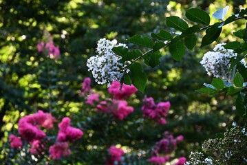 Crepe myrtle white flowers. Lythraceae deciduous tree. Pink or white, curly six-petaled flowers bloom in panicles from summer to autumn.