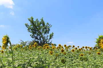 ヒマワリ畑と空