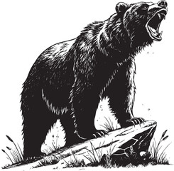 Fototapeta premium Roaring Grizzly Bear Standing on Rock aggressive wildlife