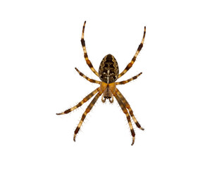 Spider isolated on transparent background