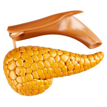 Detailed anatomical model of a pancreas, showing its lobulated texture and the pancreatic duct