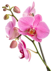 Obraz premium stem pink phalaenopsis orchid