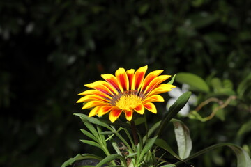 yellow flower in the garden