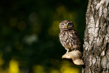 Owl perched on polypore fungus on tree trunk. Little owl, Athene noctua, perched in birch forest. Owl of Athena in natural habitat. Beautiful small bird with yellow eyes. Wild spring nature. Wildlife