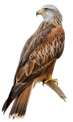 Obraz premium Wild red kite bird of prey