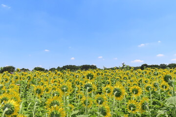 ひまわり畑の後ろ姿