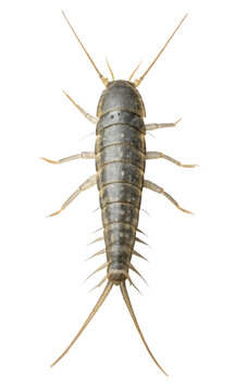 silverfish crawling insect pest