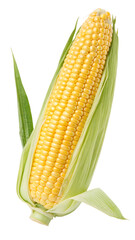 sweet corn cob on white